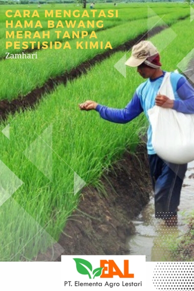 Cara Mengatasi Hama Bawang Merah Tanpa Pestisida Kimia